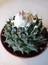 OBREGONIA DENEGRII from seed