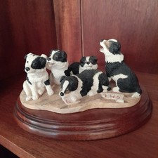 Border Fine Arts Collies Pups For Sale