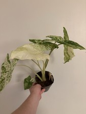 alocasia macrorrhiza splash -