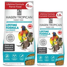 Hari Tropican Cockatiel