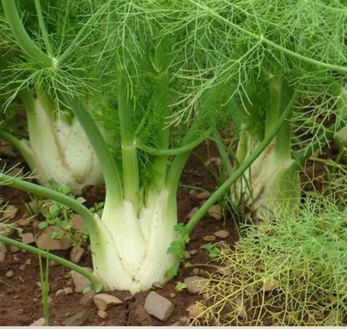 Fennel florence - 70,