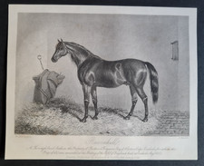 Antique 1856 print - Horse Racing - Ravenhill - Thoroughbred Stallion