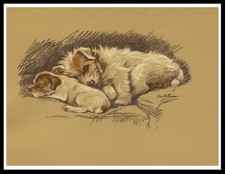 JACK RUSSELL TERRIER SLEEPING