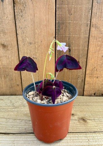 Purple shamrock plant - purple,