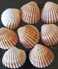 Large cockle clam shells - cockle,