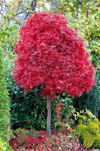 Acer tree twombley red - twombley's,