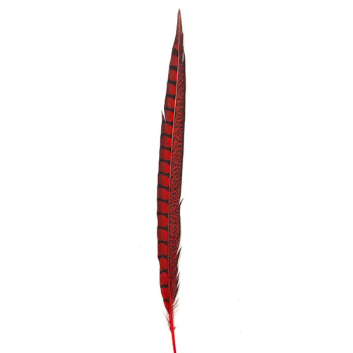 Lady amherst - 10", to