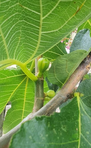Panache tiger fig cuttings - cuttings, x2