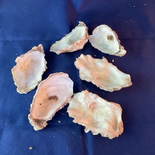 Small purple oyster shells 25x - purple,