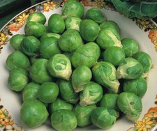 Brussel Sprouts Seeds x 450 Evesham Special - Brussels Sprout Vegetable