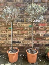 Olive Tree From Italy