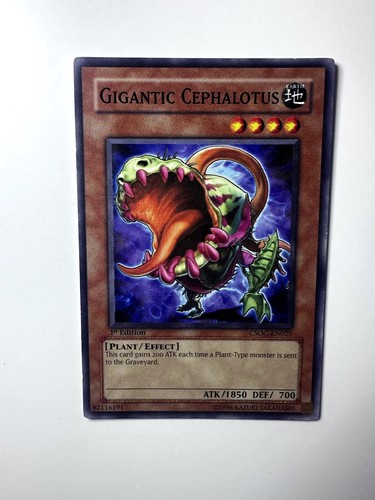 Gigantic cephalotus 1st - gigantic,