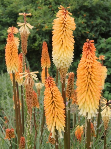 Flowering rhs agm kniphofia - flowering,