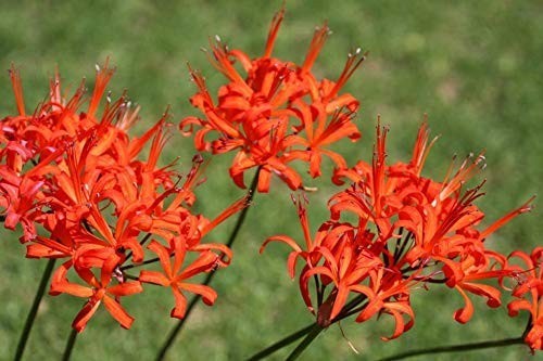 Nerine lily orange flower - nerine,