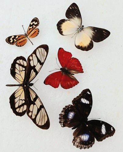 Butterfly collection set x5 - set,
