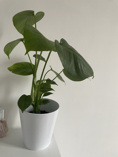 Large monstera deliciosa 12cm - monstera,