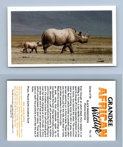 Black rhinoceros grandee - rhinoceros,