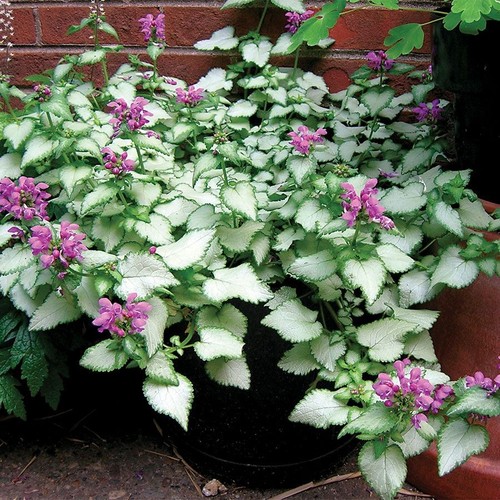 Lamium maculatum pink - 3, x