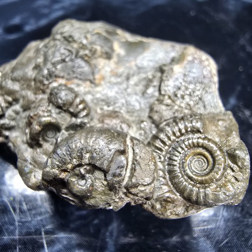 Pyrite multi ammonite fossil - multi-ammonite,