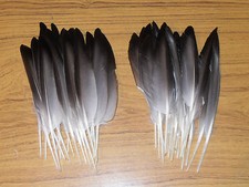40 MALLARD DUCK QUILL WING FEATHERS,FLY TYING 5"to 7" ,MILLINERY,HAIR