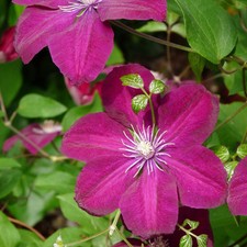 Clematis 'Rouge Cardinal' -