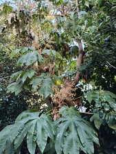Tetrapanax papyrifer Rex