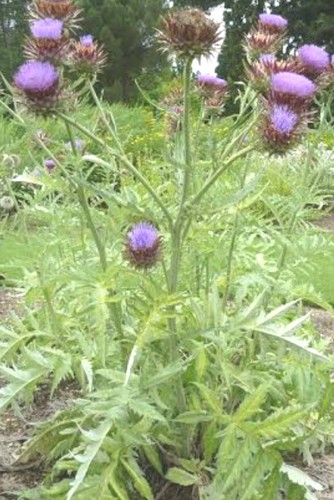 Cardoon cynara cardunculus-9cm
