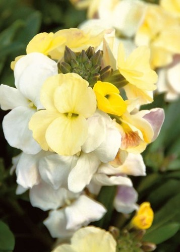 Flower wallflower english - wallflower,