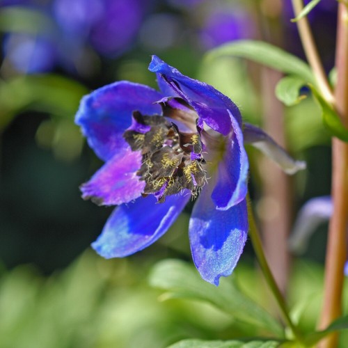 Delphinium flower garden - flower,