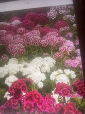 sweet william plug plants