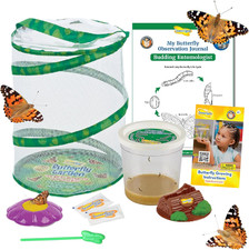 Butterfly Garden with 5 Live