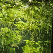 Amazon frogbit healthy - x,