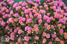 Peach / Pastel Pink