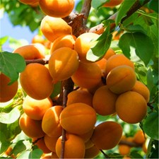 Sweet & Delicious * *APRICOT TREE* * 5- Finest Seeds**Hardy Variety**UK Seller