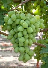 Sugar Crisp Grape Vine Plant (Vitis vinifera) – Sweet Seedless Dessert Variety