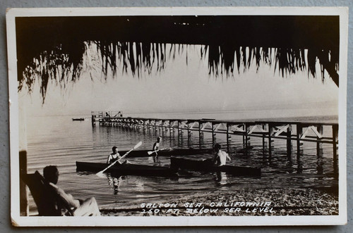 Canoes date palm - at,