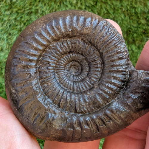 Catacoeloceras ammonite north - catacoeloceras,
