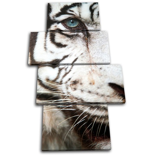 Tiger wildlife animals - tiger, multi
