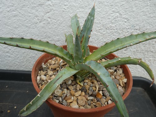 Agave univittata shown in - univittata,,