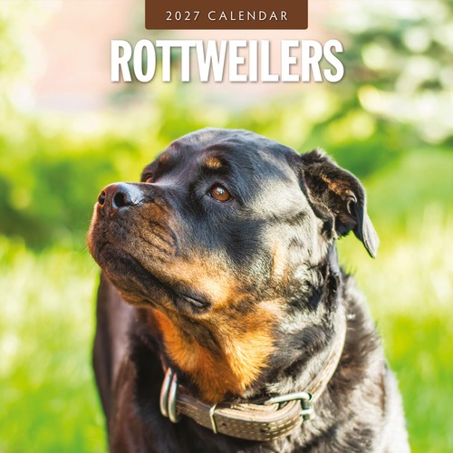 Rottweilers 2027 square - square, wall