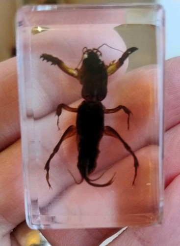 Real mole cricket - real, insect