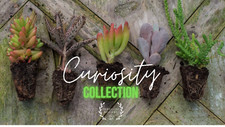 Succulent Curiosity Collection