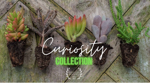 Succulent curiosity collection - succulent,