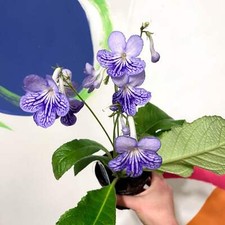 Streptocarpus ionantha 'Bethan' - Welsh Grown