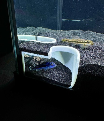 Aquarium decor corner - decor, double