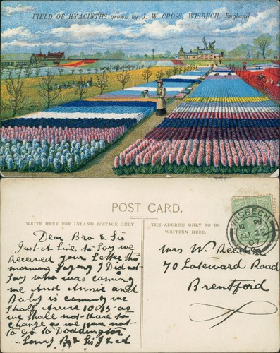 Field hyacinths cross - of, jw