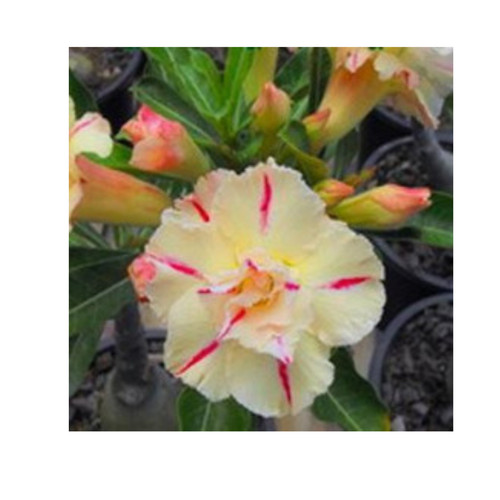 3456 germinated desert - 5, x