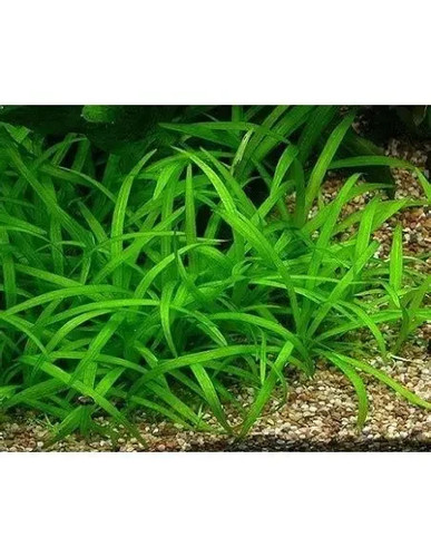 Sagittaria subulata tropical - ,