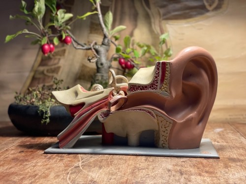 Vintage somso ear - vintage,
