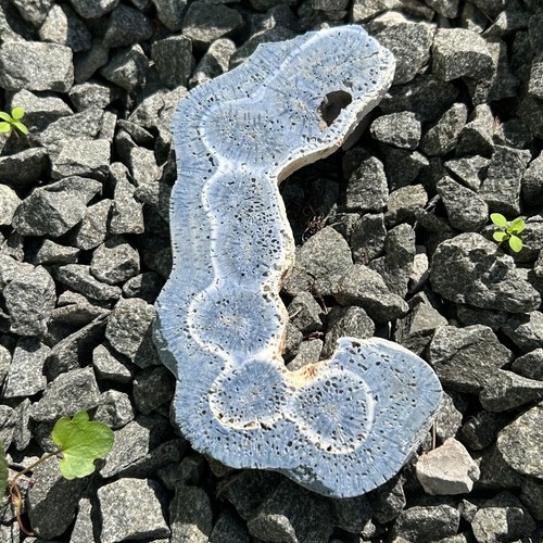 Blue coral slice - slice, (1)